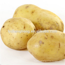 Hochwertige Kartoffel auf heißem Verkauf